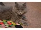 Adopt Ivy a Gray or Blue Domestic Longhair (long coat) cat in Ca