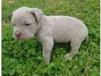 BUGGS Boston TerrierPug mix