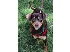 Adopt Benny a Dachshund  Mixed dog in Oakland CA (15375640)