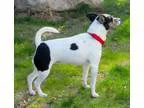 Adopt Princess in New England a Rat Terrier  Mixed dog in Provid