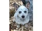 Adopt Cattle Girls a Cattle Dog Border Collie