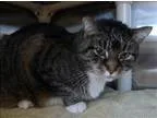 Adopt Gladys a Domestic Short Hair