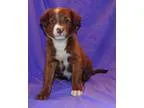 Adopt Angel a BrownChocolate - with White Australian Shepherd  M