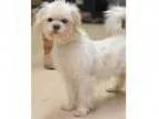 Adopt Wayne a Shih Tzu