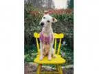 Adopt Daisy a Cattle Dog Terrier