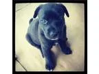 Adopt Nitro a Labrador Retriever Catahoula Leopard Dog