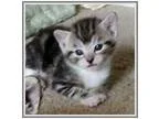 Adopt jada girl a Tiger Striped Domestic Shorthair (short coat) 