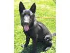 Adopt KELLOG-pending a Black German Shepherd Dog  Shepherd (Unkn