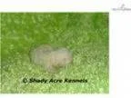 AKC Starky-GA- We offer delivery
