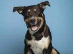 Adopt CHRISTOPHER ROBIN a Rottweiler  Mixed dog in Phoenix AZ (1