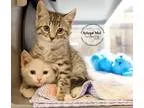 Adopt Kittens 1 and 3 a Orange or Red Tabby Domestic Longhair (l