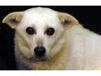 Adopt Sally a White Feist  Mixed dog in Newland NC (15348607)