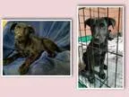 Adopt German ShepherdLabrador Retriever Puppies (Smyrna