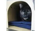 Adopt Sengeii a Domestic Medium Hair