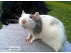 Adult Female Pet Rats