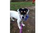 Adopt Olive a Catahoula Leopard Dog Labrador Retriever