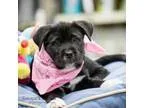 Adopt Sadie a Newfoundland Dog