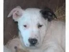 Adopt Michael - in Maine a Shepherd