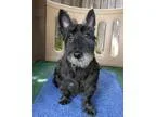 F1B LabradoodleService Dog Puppy READY NOW