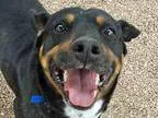 Adopt REX a Rottweiler  Mixed dog in Denver CO (15316861)