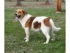 Adopt Rocket a Beagle Hound