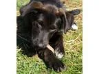 Adopt Ash a Black - with White Labrador Retriever  Mixed dog in 