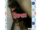 Adopt Bernie a BrownChocolate - with Tan German Shepherd Dog  Mi