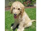 Hottest Goldendoodle puppies