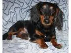 Adopt Hans So-Low a Black - with Tan Yellow or Fawn Dachshund  M