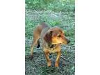 Adopt Jericho a RedGoldenOrangeCh estnut Miniature Pinscher  Mix