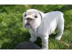 Able English Bulldog Puppies