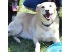 Adopt a-Charlie a Golden Retriever