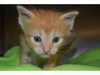 Adopt Oliver a Orange or Red (Mostly) Domestic Shorthair (short 