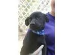 Adopt Robbie a Lakeland Terrier Shepherd