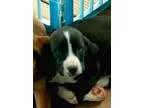 Adopt LabSpringer mix coming 5-1 a Black - with Brown Red Golden
