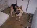 Palm Harbor Mobile Home