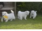 Samoyed Puppies for sale 500