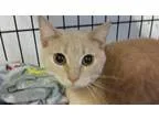Adopt GIGI a Tabby - Orange