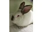 Adopt Cadbury a Californian