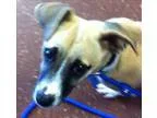 Adopt Clem a Terrier (Unknown Type Medium)  Mixed dog in Novato 