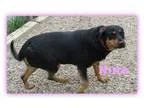 Adopt Nina a Black - with Brown Red Golden Orange or Chestnut Ro