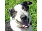 Adopt Piper a Border Collie