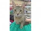 Adopt Girlfriend a Domestic Short Hair