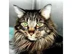 Adopt Garnet a All Black Maine Coon  Mixed cat in Norfolk VA (14