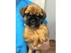 Adopt Chiquita (FORT COLLINS) a TanYellowFawn - with Black Pug  
