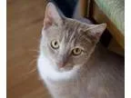 Adopt Finn a Domestic Short Hair - buff and white