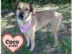 Adopt 377297 Coco a TanYellowFawn - with Black German Shepherd D