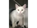 Adopt Joy a White Domestic Mediumhair (medium coat) cat in Chica