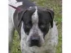 Adopt Alex a Cattle Dog Hound