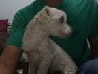 Adopt Georgia a Miniature Poodle  Mixed dog in Santa Paula CA (1